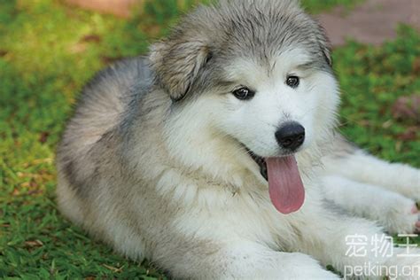 阿拉斯加雪橇犬价格_图片_纯种阿拉斯加雪橇犬幼犬多少钱一只_阿拉斯加雪橇犬好养吗-毛毛购购宠物百科-宠物网,宠物猫,宠物狗
