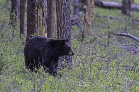 美国西部美洲黑熊死于神秘疾病 - 2021年4月6日, 俄罗斯卫星通讯社