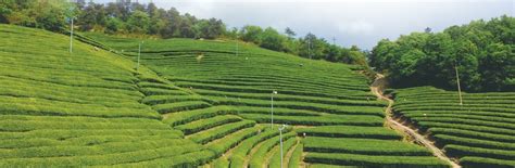 生态茶园绿色集成示范修剪技术 - 陕茶网
