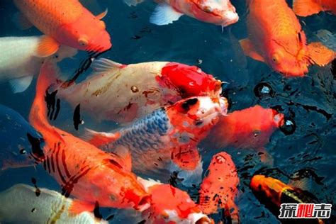10种最耐养冷水观赏鱼(10种最耐养冷水观赏鱼有哪些) - 玫瑰银版鱼 - 广州观赏鱼批发市场