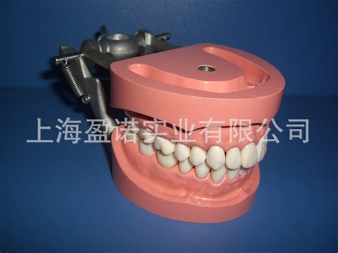 透明成人标准牙齿模型 标准齿模 牙科礼品 牙列展示 口腔模型-阿里巴巴