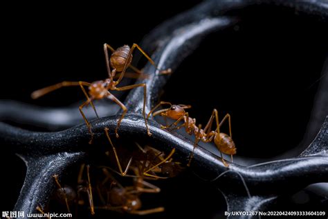 蚂蚁 摄影图__昆虫_生物世界_摄影图库_昵图网nipic.com