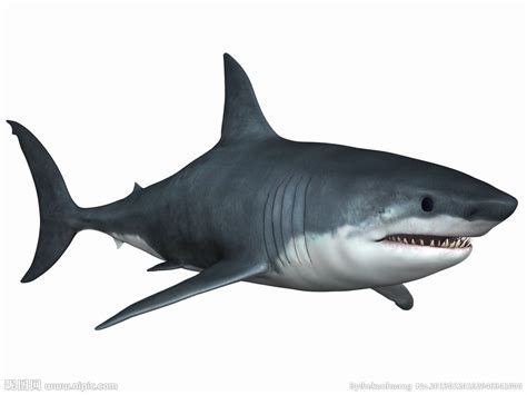 鲨鱼是什么动物类型?这是一种什么样的生物_探秘志