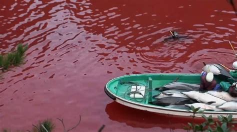丹麦大规模捕杀鲸鱼海豚，血染海湾_时差视频-梨视频官网-Pear Video