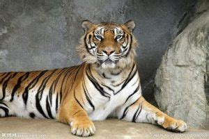 老虎最怕什么（老虎最怕什么动物） - 古人云-一个关注华夏国学文化养生的网站