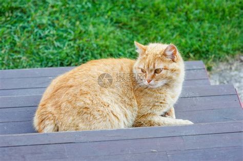 一只姜猫坐在门口猫在台阶高清图片下载-正版图片504313008-摄图网