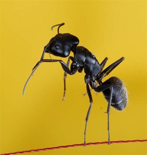 蚂蚁百科图片_品种大全_饲养繁殖_雌雄鉴别_Sbike