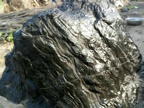 老人拉回家一大块黑煤炭，最后却发现它既是木头又是化石__凤凰网