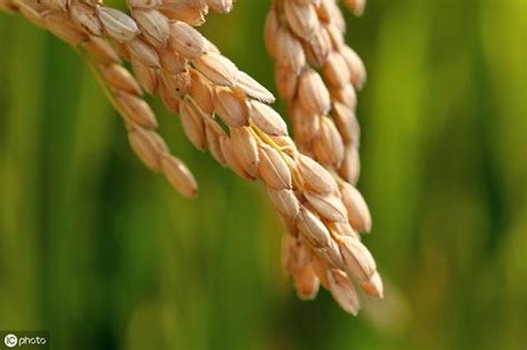 水稻种选择要慎重_北京禾佳源农业科技股份有限公司
