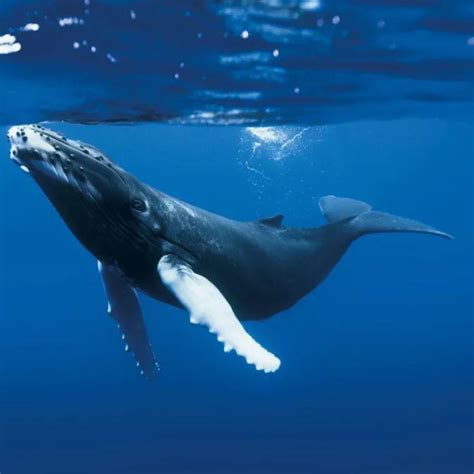 鲸鱼摄影图__其他生物_生物世界_摄影图库_昵图网nipic.com