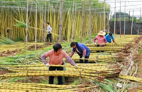 广西糖业集团抢抓甘蔗生产 全力实现一季度“开门红”-广西糖资源绿色加工重点实验室