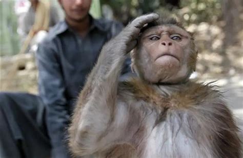 印度“醉猴”咬伤250人致1人死亡，混社会的猴太可怕_手机新浪网