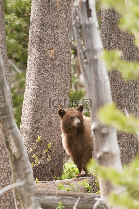 美国黑熊在优胜美地国家公园高清摄影大图-千库网