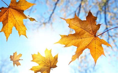 【表示秋天的词语】秋天的五个不同之处 描写秋天的词语