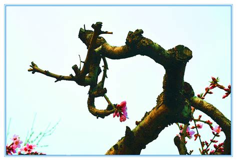 【虬枝凌空花新开------拍于河北省武安市桃园摄影图片】风光摄影_太平洋电脑网摄影部落