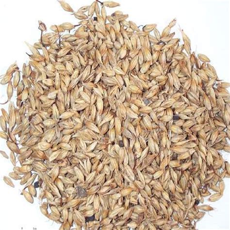 炒麦芽 2斤包邮 中药材大麦芽 500g新货 熟麦芽 麦芽-阿里巴巴