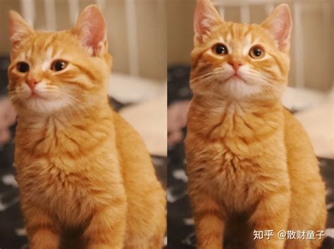 你见过最好看的橘猫长什么样？ - 知乎