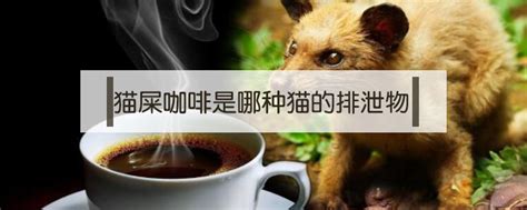 精品咖啡基础常识 猫屎咖啡麝香猫屎咖啡 中国咖啡网 04月10日更新
