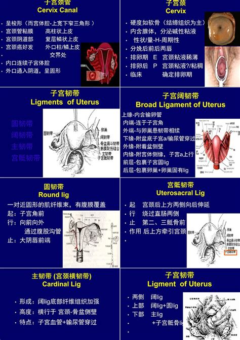 男性生殖器官结构模型-上海怡健医学
