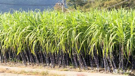 这种绿色甘蔗叫竹蔗，你吃过吗？综合利用价值大！_种植