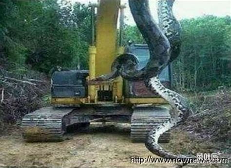 辽宁挖蛇事件是真的吗 施工队挖出两条大蛇-小狼观天下