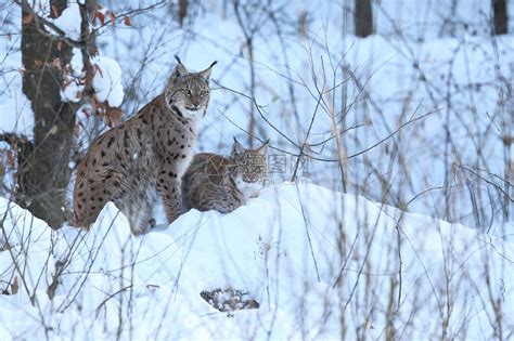冬季森林中的野猞猁高清图片下载-正版图片507134908-摄图网