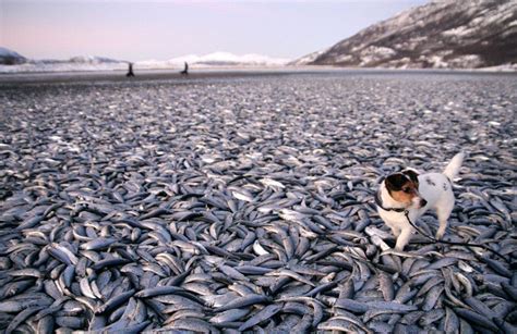大量鱼离奇死亡！公园湖内惊现巨型“食肉水怪”，网友反应亮了