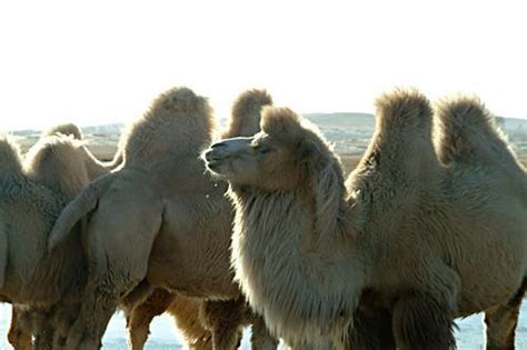骆驼和马的故事-百度经验