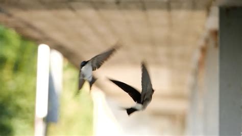 两只燕子图片-一对燕子素材-高清图片-摄影照片-寻图免费打包下载