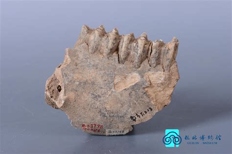 新石器时代-马家窑文化半山类型彩陶罐_遥远的山-站酷ZCOOL