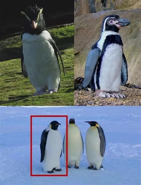 企鹅群站在冬季景观的衬托下高清摄影大图-千库网