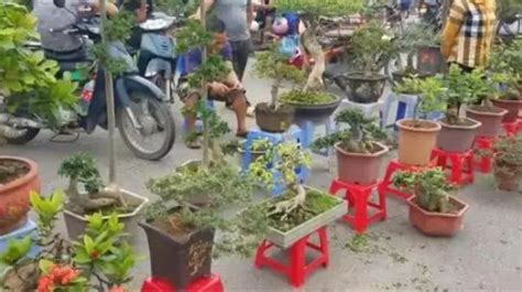 遂宁哪里有卖盆景,遂宁市花卉市场在那里…（植物、盆景） - 搜客CMS