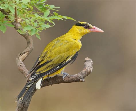 青华海鸟讯：鸟类种数增至323种