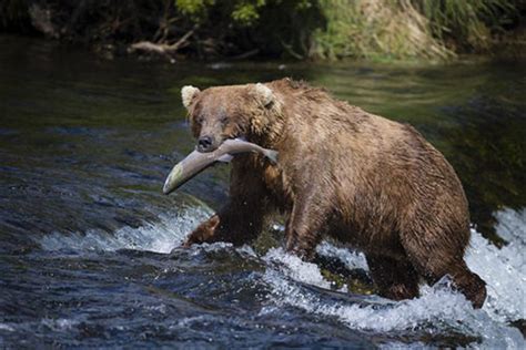 世界上最大的食肉类动物 阿拉斯加棕熊（公认最大动物）_探秘志