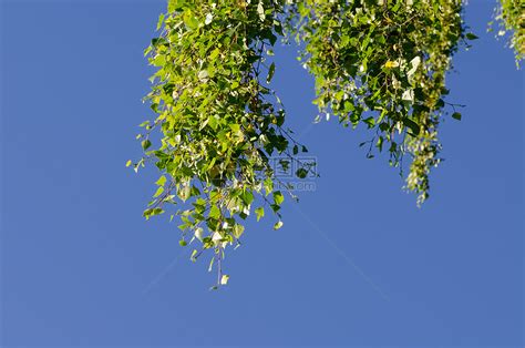 树叶顶端有天观树枝的叶高清图片下载-正版图片307131265-摄图网