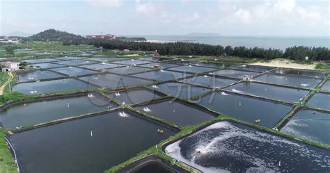 无棣县：探索渤海对虾养殖新模式，预计年产出对虾5万吨---山东财经网