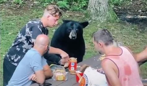 美国一家庭野餐时遇黑熊蹭吃主动喂食被批“白痴”