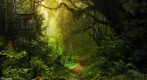 热带原始森林深处的一束阳光设计图__自然风光_自然景观_设计图库_昵图网nipic.com