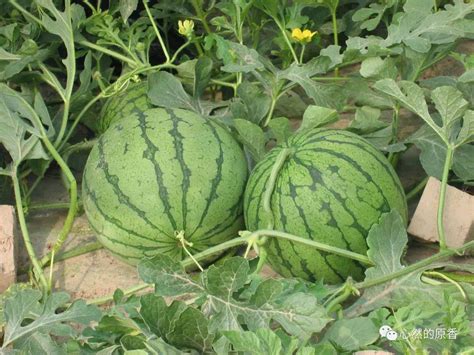 西瓜什么时候种植最好（一年四季种植西瓜的最佳时节介绍） – 碳资讯
