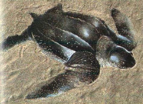 观赏龟养护之棱皮龟|水族品种-波奇网百科大全