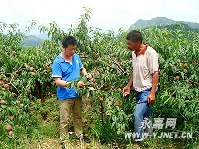 巽宅镇黄岙村的新品种“燕红桃”喜获丰收 - 永嘉网