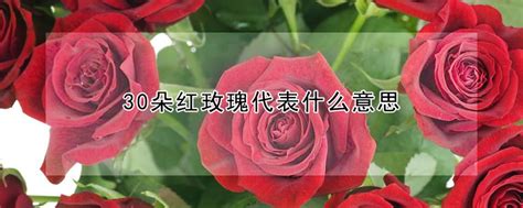 30朵红玫瑰代表什么意思 —【发财农业网】