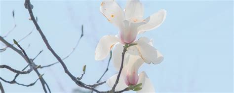 南京：花团锦簇赏“绣球”-人民图片网