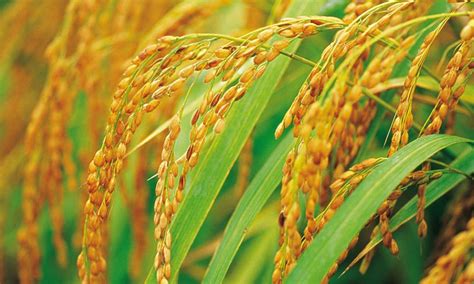 中国农业大学新闻网 学校要闻 孙传清教授课题组水稻进化最新研究成果在The Plant Cell发表（图文）