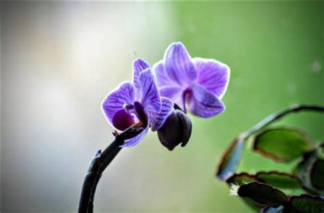 紫色兰花鲜花jpg图片免费下载_编号1peh228jz_图精灵