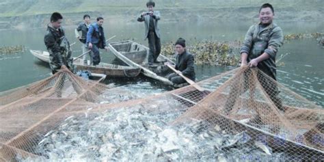 水产养殖技术推广中的困难与对策分析-中国鳗鱼网