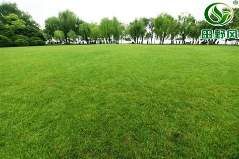 边坡绿化草坪种植详解-广东田野风实业有限公司