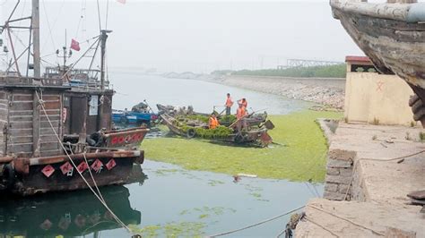 江苏连云港：清理浒苔 维护海岸清洁-人民图片网