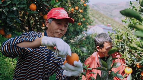 农夫山泉低调做“农夫” 跨界卖橙子比肩褚时健 | Foodaily每日食品
