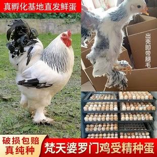 哪里卖梵天鸡 一只成年婆罗门鸡有多重 出售观赏 婆罗门鸡鸡苗-阿里巴巴